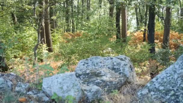 Bosque Otoño Con Hojas Caídas — Vídeos de Stock