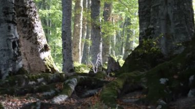 Düşen Yapraklarla Sonbahar Ormanı