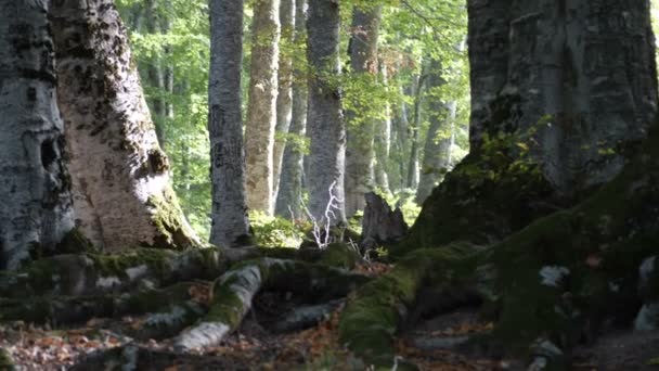 Düşen Yapraklarla Sonbahar Ormanı — Stok video