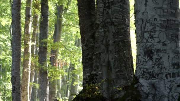 Düşen Yapraklarla Sonbahar Ormanı — Stok video