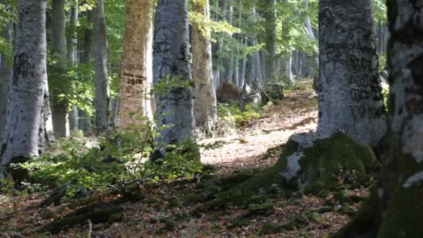 Forêt Automne Avec Feuilles Tombées — Video