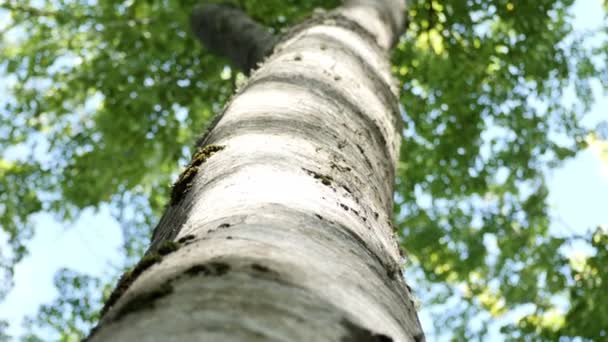 Bosque Otoño Con Hojas Caídas — Vídeos de Stock