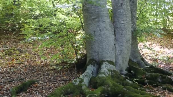 Herbstwald Mit Umgefallenen Blättern — Stockvideo