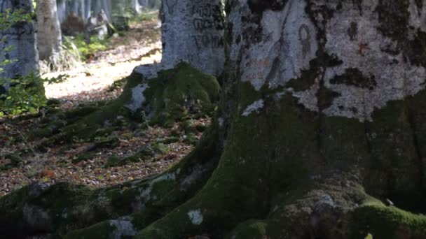 Forêt Automne Avec Feuilles Tombées — Video