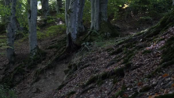 Bosque Otoño Con Hojas Caídas — Vídeos de Stock