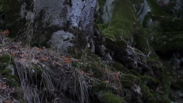 Осенний Лес Опавшими Листьями — стоковое видео