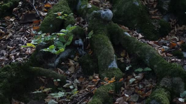 Herbstwald Mit Umgefallenen Blättern — Stockvideo