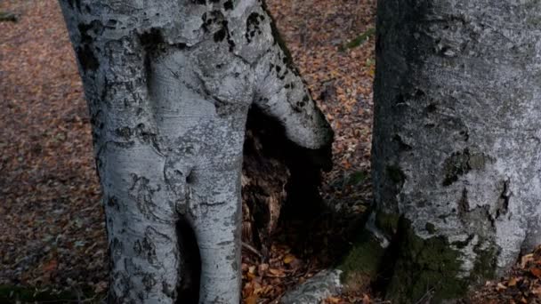 Осінній Ліс Опалим Листям — стокове відео