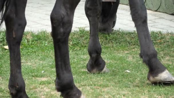 Horse Grazing Grama Prado — Vídeo de Stock