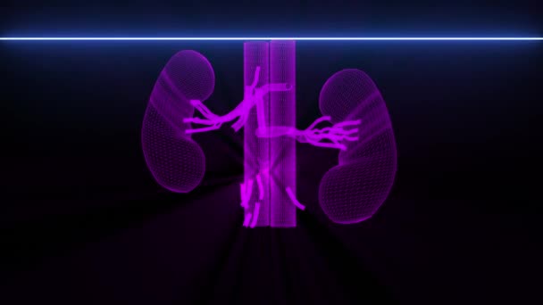  Numérisation médicale des reins - animation filaire