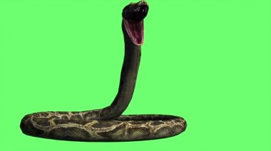 4k animasyon - Yeşil Ekranda Yılan Pitonu