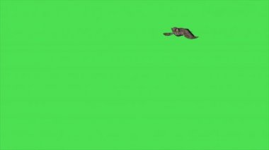 4k animasyon Baykuş Yeşil ekranda uçuyor 