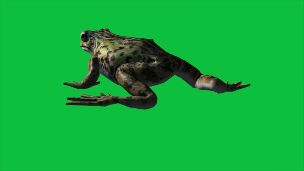 4Kアニメ Frog Eat Walk Jump Green Screen — ストック動画