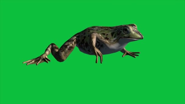 Animation Grenouille Manger Marcher Sauter Sur Écran Vert — Video