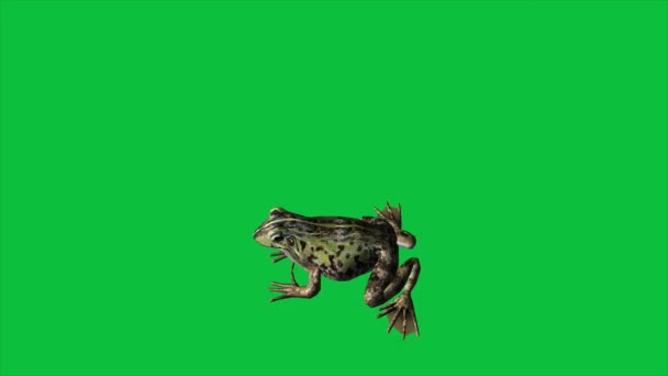 4Kアニメ Frog Eat Walk Jump Green Screen — ストック動画