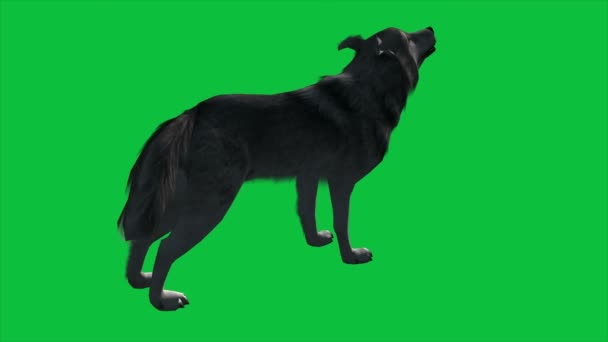 Animation 4k - Wolf Walks on the Green Screen