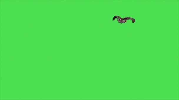 Búho Animación Volando Pantalla Verde — Vídeo de stock