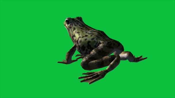 Animation Frosch Frisst Geht Und Springt Auf Dem Grünen Bildschirm — Stockvideo