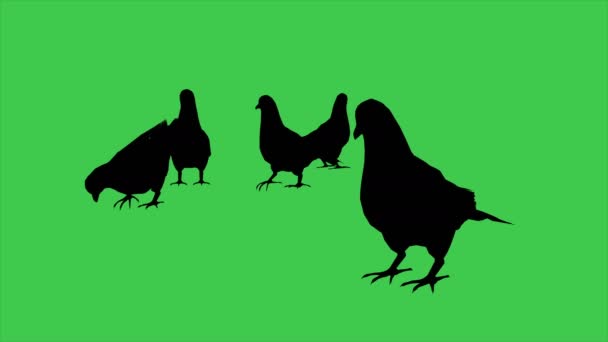 Animation Pigeons Eat Separated Green Screen — Stock Video