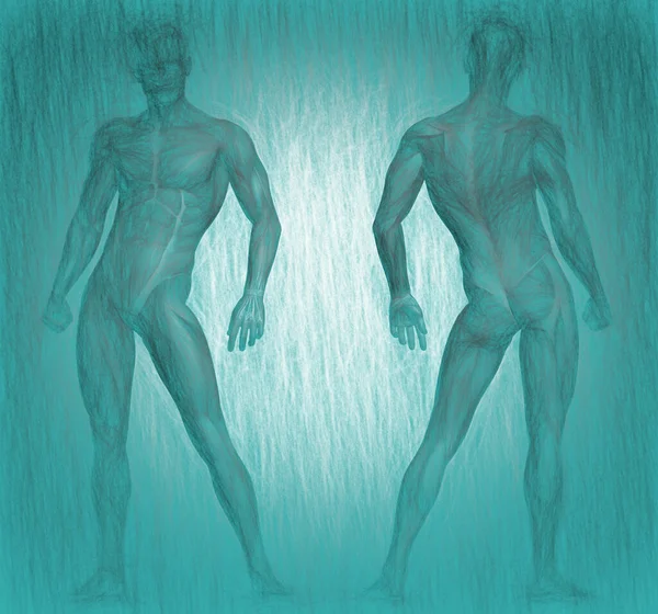 Иллюстрация Анатома Человеческого Тела — стоковое фото