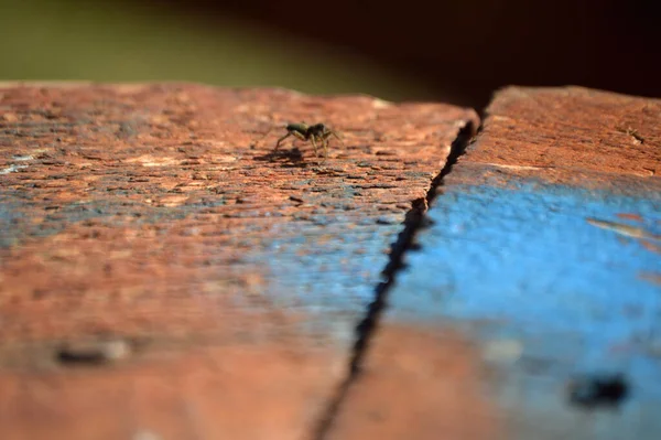 Petite Araignée Extérieur Sur Morceau Vieux Woo — Photo