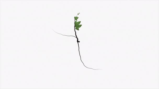 Animation Ivy Växer Över Vit Bakgrund — Stockvideo