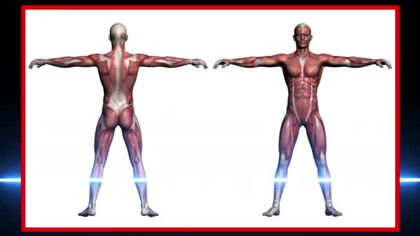 Scansione Anatomia Umana Uomo Muscoli Realizzati Software — Video Stock