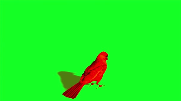 Passero Degli Uccelli Inattivo Volante Schermo Verde — Video Stock