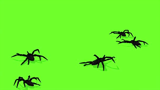 Animazione Ragni Schermo Verde Strisciante Raccapricciante — Video Stock