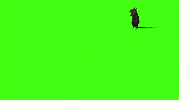 Animation Cute Gray Rat Green Screen — Stock Video