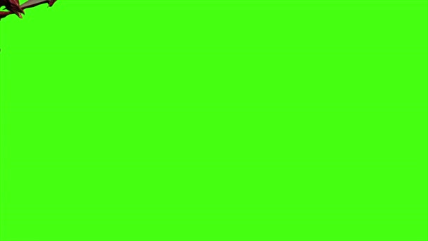 Dragons Fly Green Screen — Stock Video