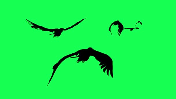 Animation Silhouette Falcons Gliding Flapping Isolated Green Screen — Stock Video