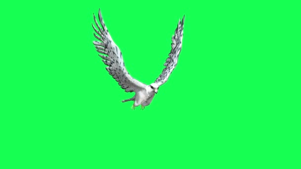 Falcon Gliding Flapping Animation Flying Bird Prey Isolated Green Screen — Stock Video