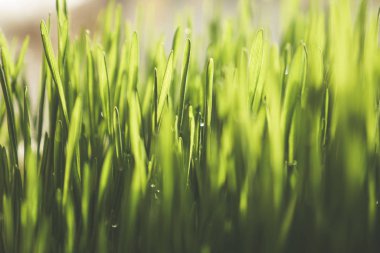 Taze buğday çimi bitki sıkma meyve suyu, besleyici homegrown buğday çimi organik