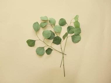 Okaliptüs dalları nazik bir arka plan üzerinde