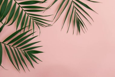 metin, düz koymak için bir yer ile pembe bir arka plan üzerinde sağ üst köşedeki yeşil palmiye yaprakları