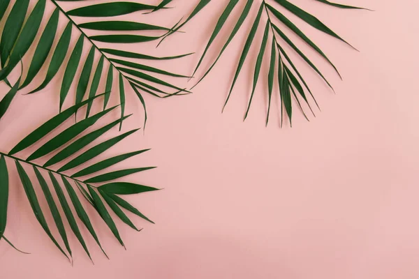 metin, düz koymak için bir yer ile pembe bir arka plan üzerinde sağ üst köşedeki yeşil palmiye yaprakları