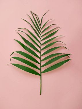 Yeşil palmiye yaprağı pembe bir arka plan üzerinde Kapat