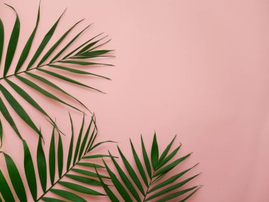 Palmiye yaprakları pembe bir arka plan üzerinde 