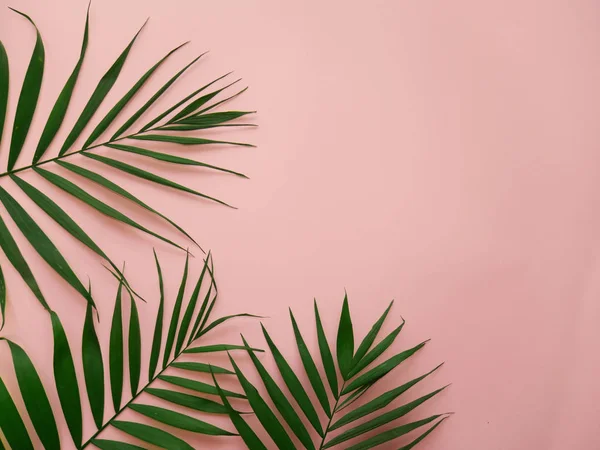 Palmiye yaprakları pembe bir arka plan üzerinde 