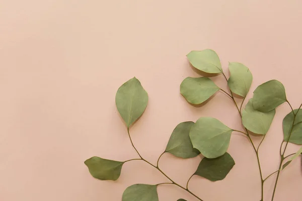 nazik bir pembe kuru okaliptüs dallarda