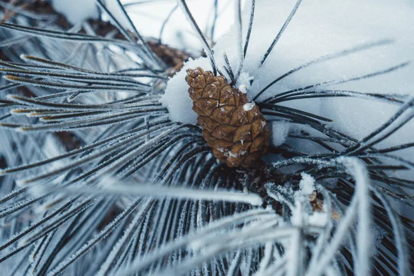 Branch of a tree with a cone in the snow — Stock Photo, Image