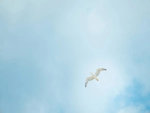 Martı mavi gökyüzü alt görünümü