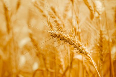 Olgun buğday kulaklarında bir alan. Buğday alan. Altın buğday kulaklarını kapat. Çayır buğday alan kulakları olgunlaşma, arka plan. Zengin kavramı hasat.