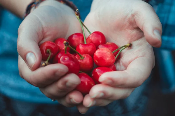 Ripe red cherries in the hands of a girl — Stock Photo, Image