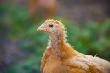 Genç tavuk çiftliği. Sokakta çekim.