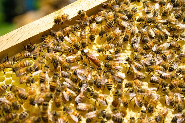 o kraliçe arı arı tarafından çevrili: destek