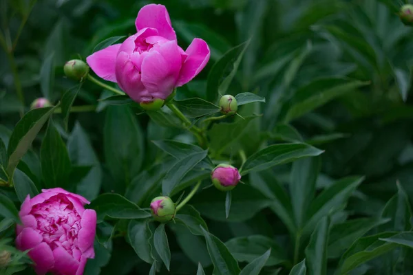 Fiori di peonia viola-rosa — Foto Stock