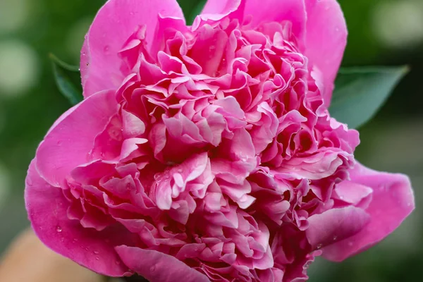 Цветок розового пиона крупным планом — стоковое фото