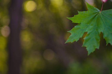 Ormandaki yeşil akçaağaç yaprağı ile doğa arka plan